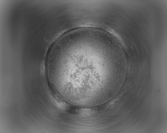 X0000069790298200605261704