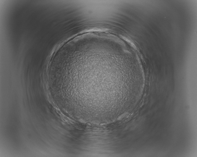 X0000069790337200605261702