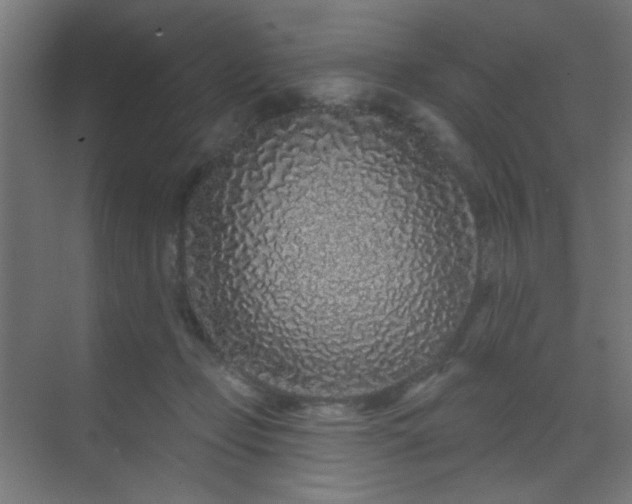 X0000069790365200605261703