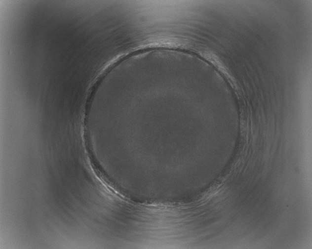 X0000069790434200605261701