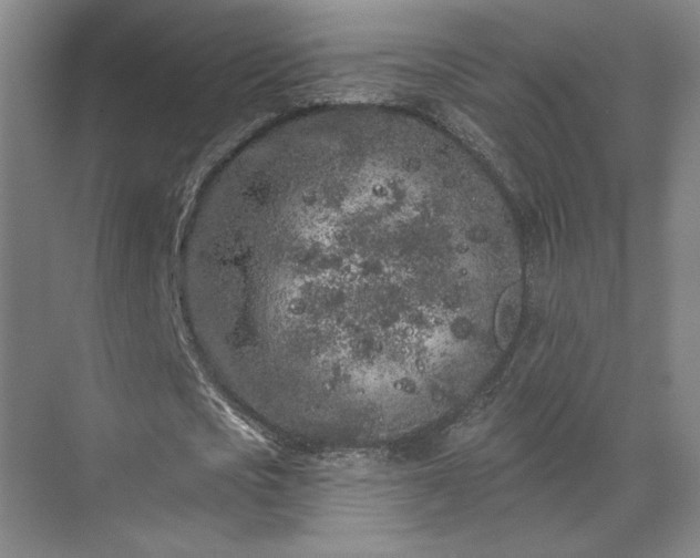 X0000069790721200605261656