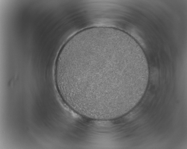 X0000069790856200605261655