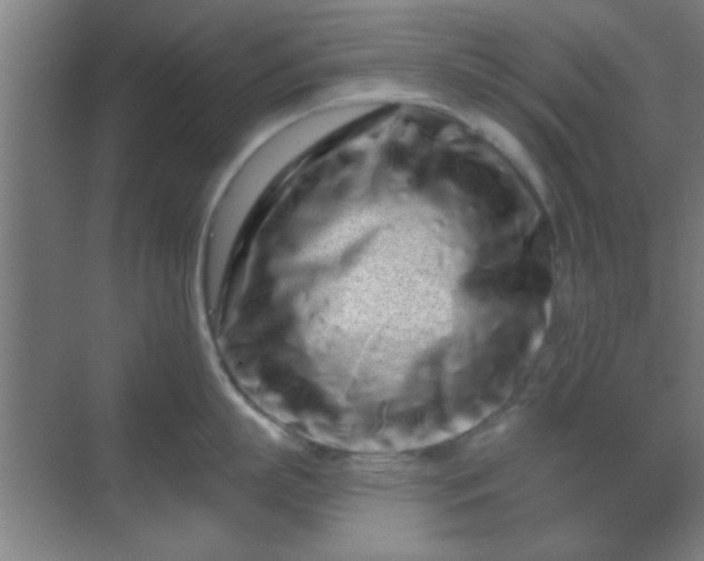 X0000069790863200605261655