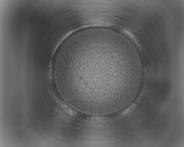 X0000069790875200605261654