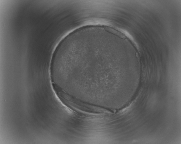 X0000069790943200605261653