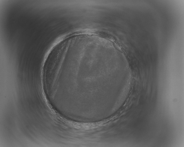 X0000069790006200606021425