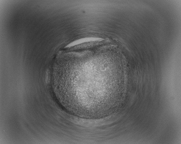 X0000069790043200606021424