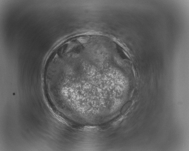 X0000069790055200606021424