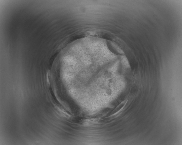 X0000069790094200606021424