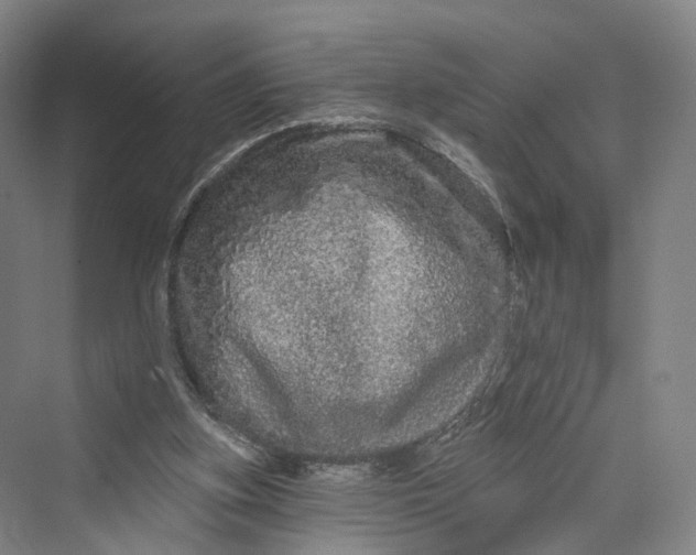 X0000069790155200606021422