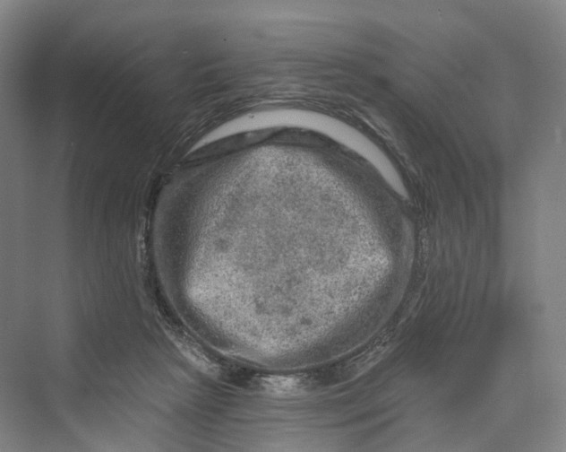 X0000069790265200606021421