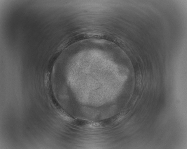 X0000069790278200606021421