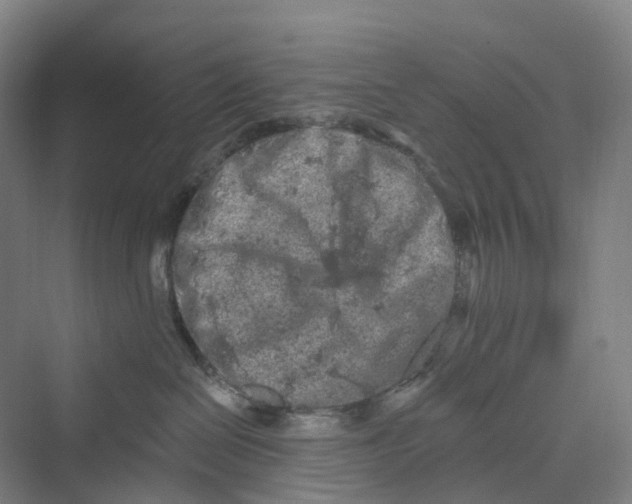 X0000069790286200606021421