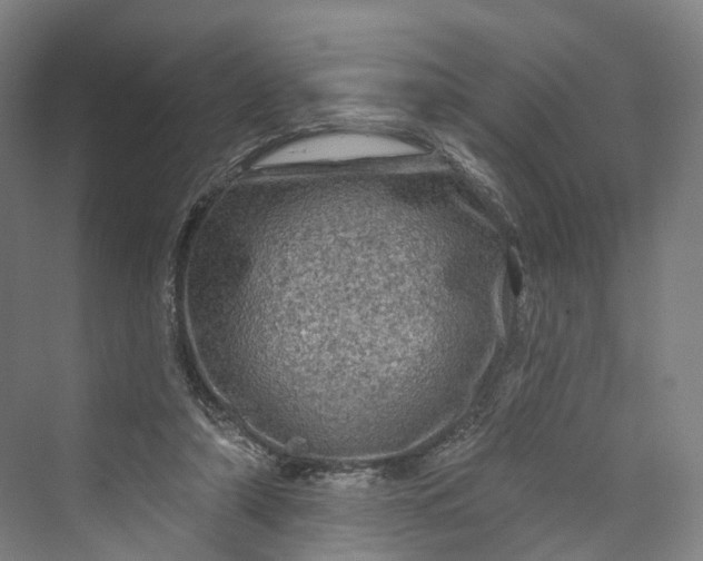 X0000069790306200606021420