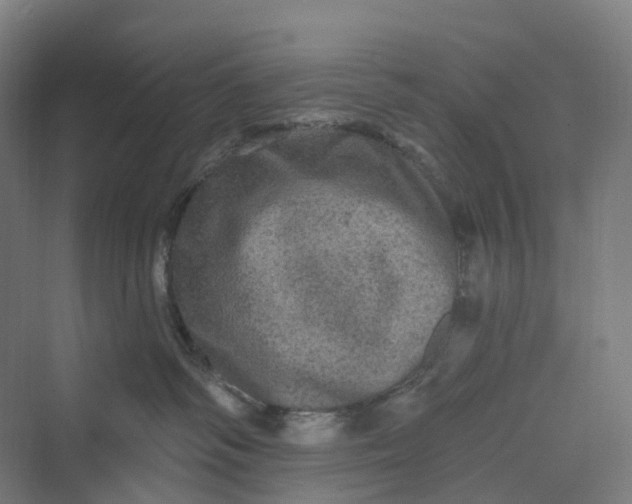 X0000069790334200606021420