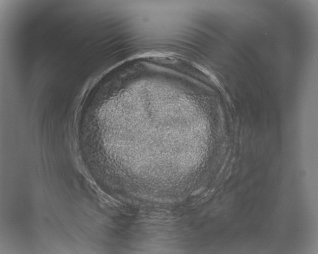 X0000069790337200606021419