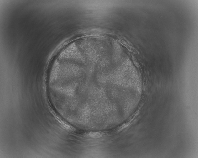 X0000069790341200606021419