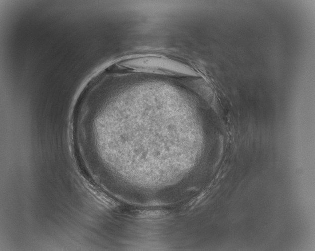 X0000069790342200606021419