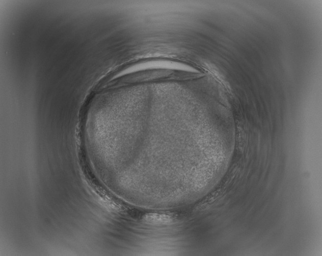 X0000069790354200606021419