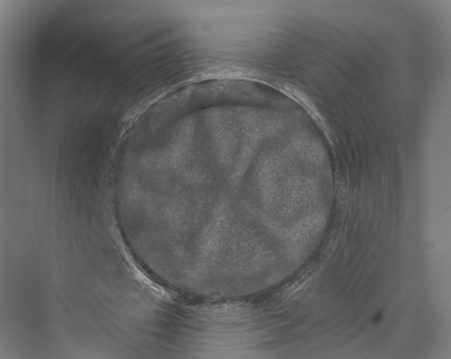 X0000069790433200606021417