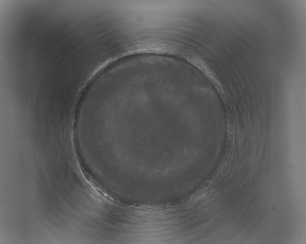 X0000069790434200606021417