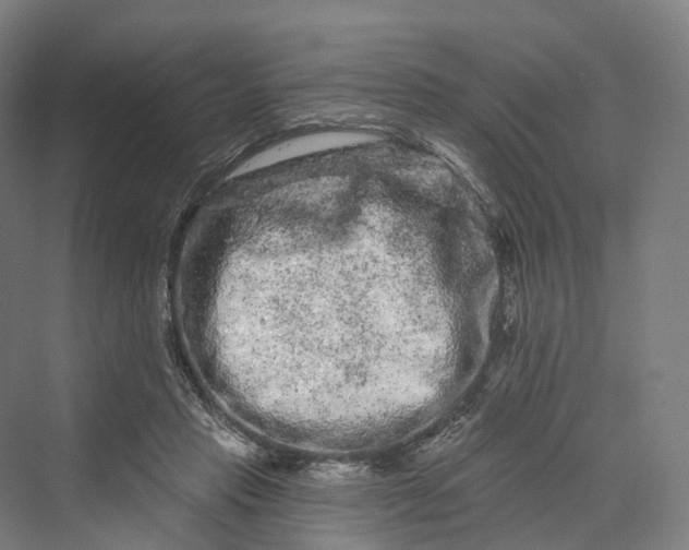 X0000069790453200606021417