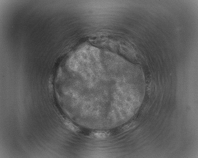 X0000069790466200606021418