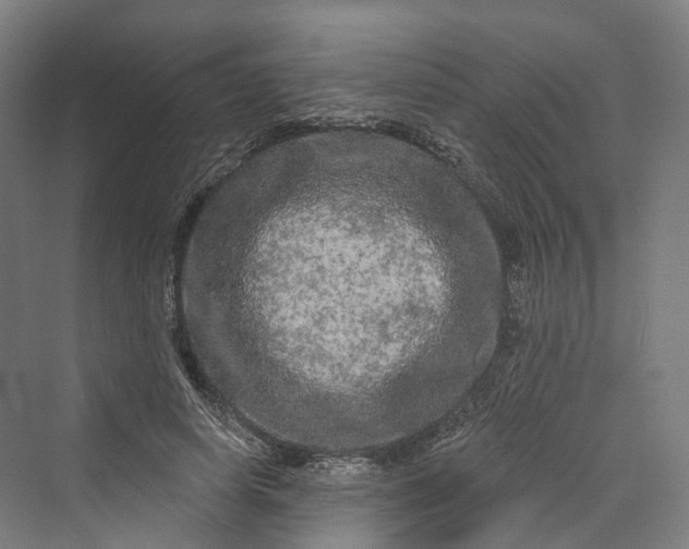 X0000069790642200606021414