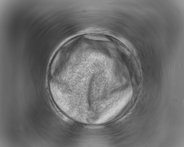 X0000069791296200606021403