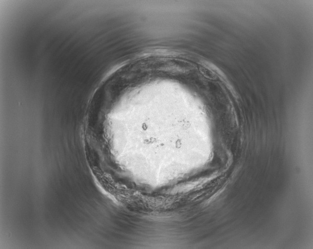 X0000069791433200606021401