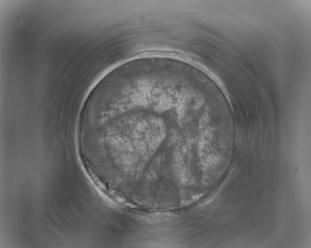 X0000069791533200606021400