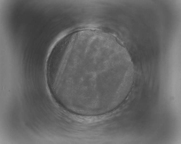 X0000069790006200606091755