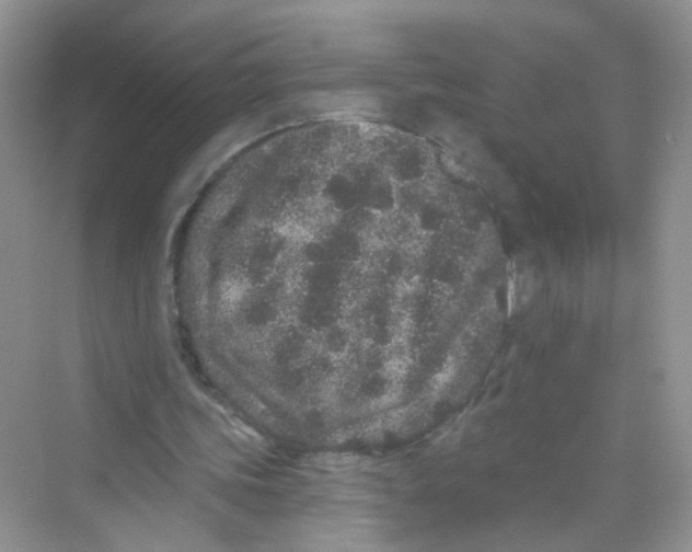 X0000069790339200606091748
