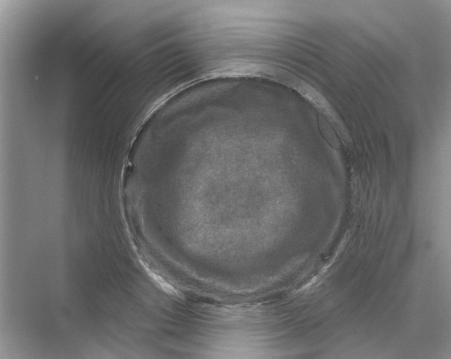 X0000069790842200606091741