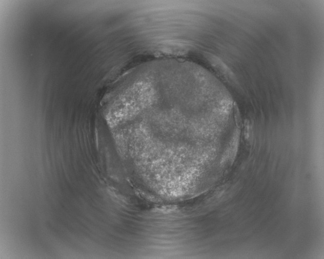 X0000069790915200606091739