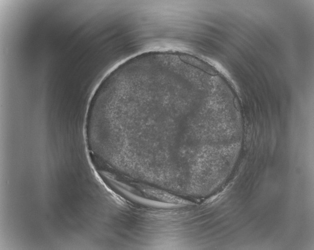 X0000069790943200606091739