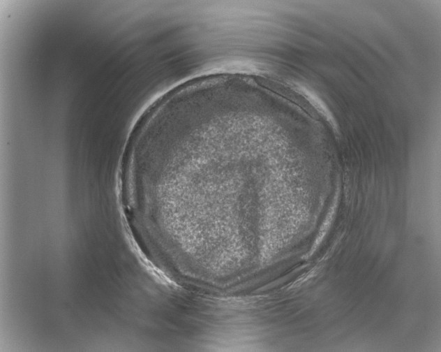 X0000069790944200606091739