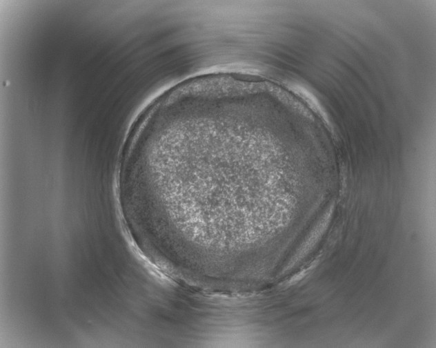 X0000069790952200606091739