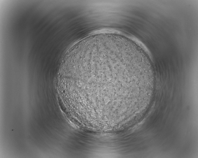 X0000069790953200606091739