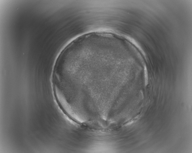 X0000069790959200606091739