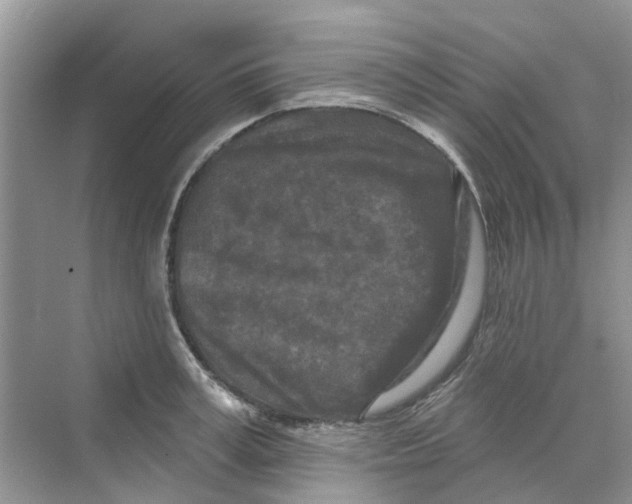 X0000069790995200606091738