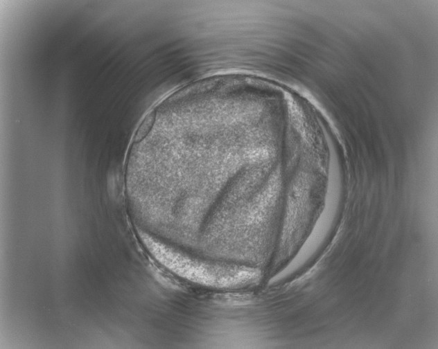 X0000069791145200606091736