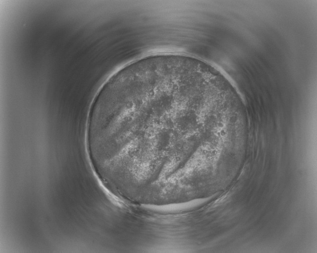 X0000069791245200606091735