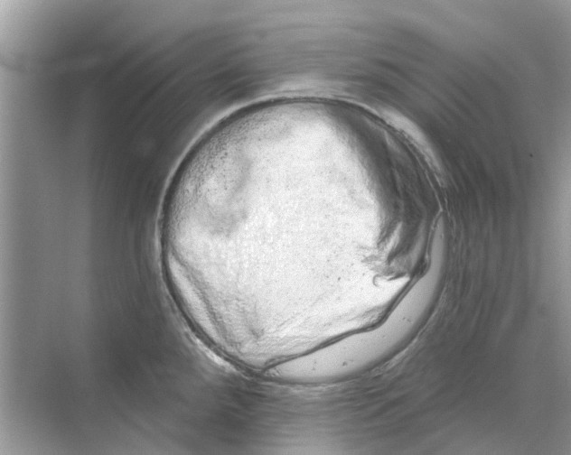 X0000069791288200606091733