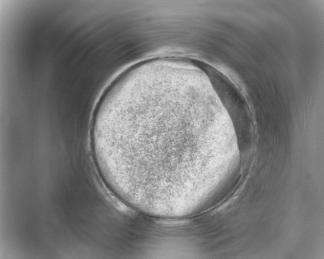 X0000069791296200606091733