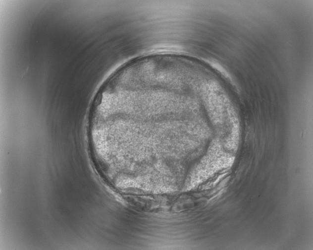 X0000069791325200606091733