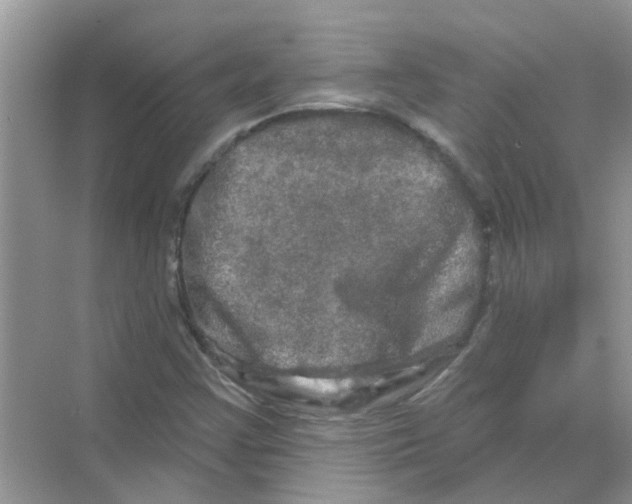 X0000069791355200606091732