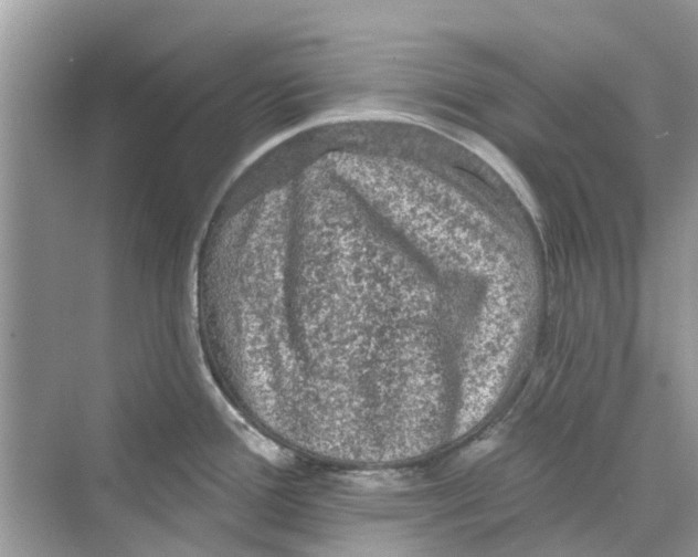 X0000069791388200606091732