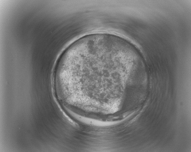 X0000069791517200606091730