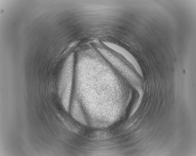 X0000069790272200606161806
